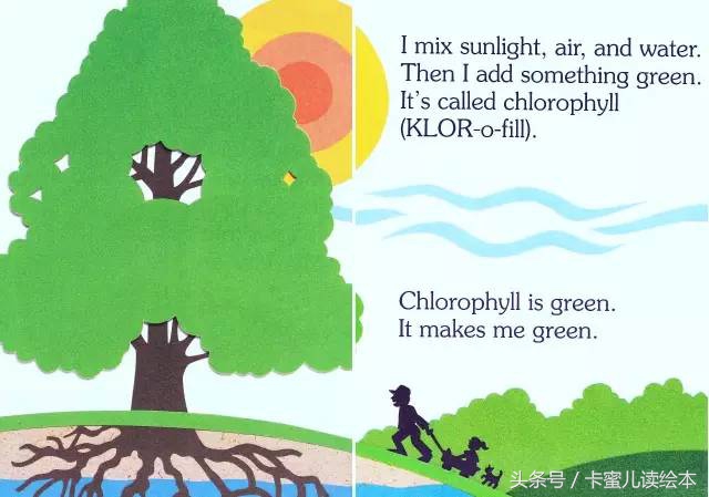 双语有声科普绘本《I am a leaf》我是一片叶子