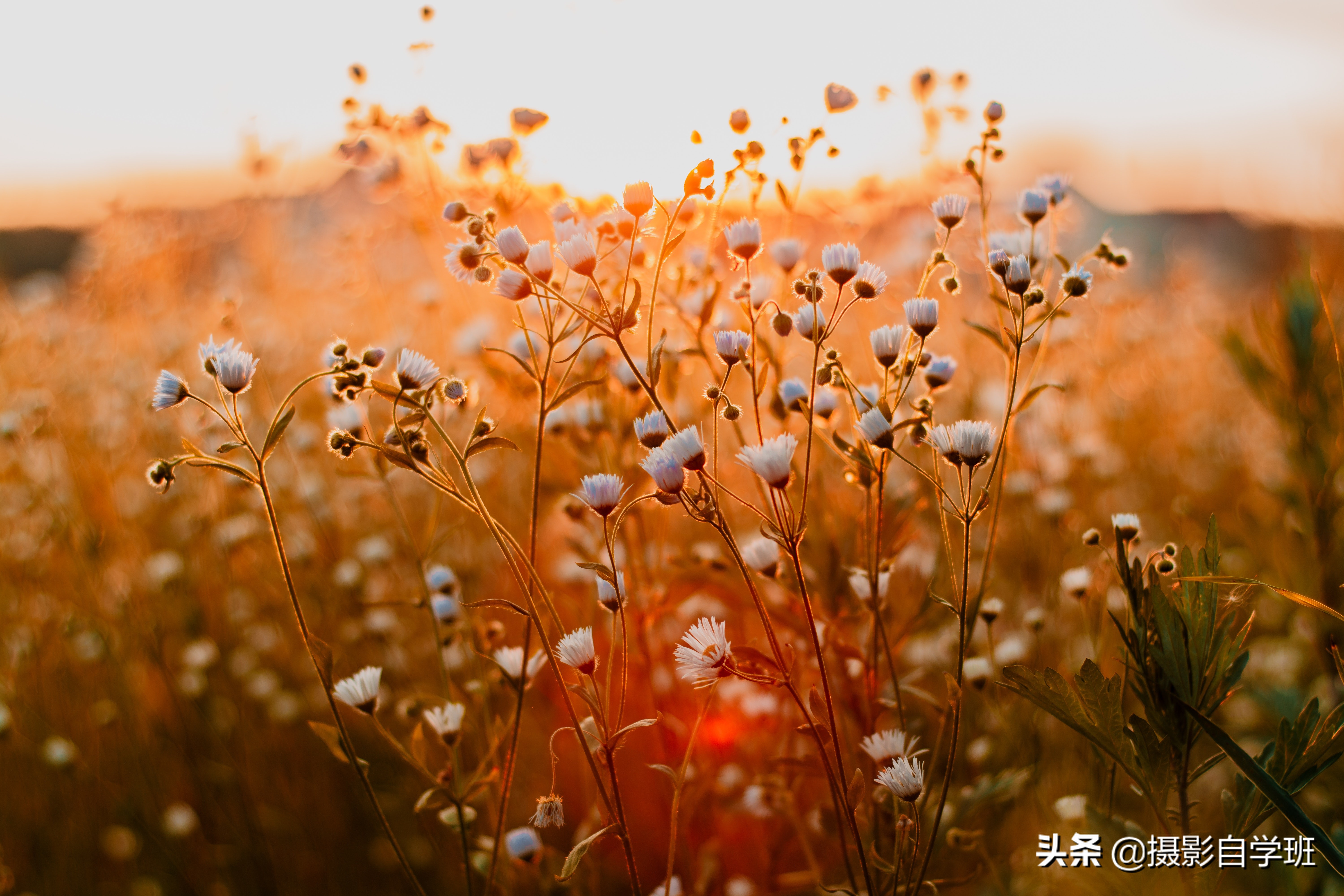 花朵咋拍漂亮？Snapseed曲线咋用，纯黑背景咋修，这篇教程全介绍