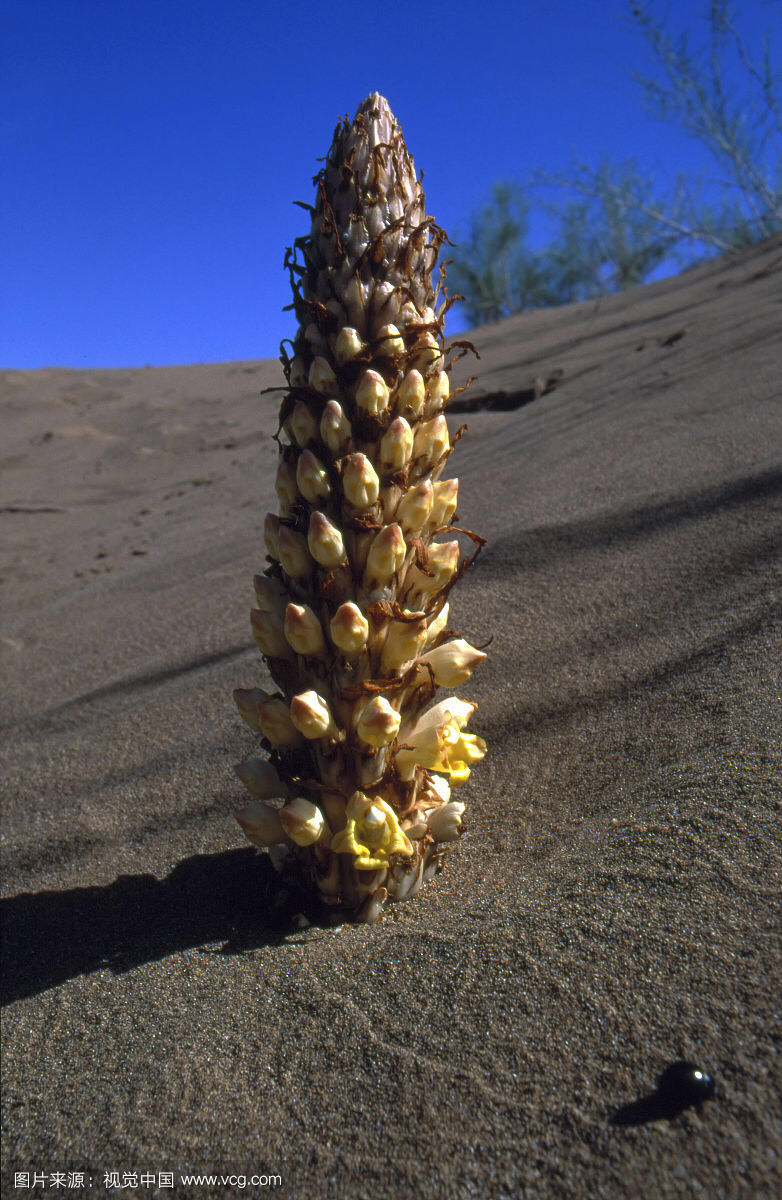 苁蓉有什么功效_中药材肉苁蓉图片