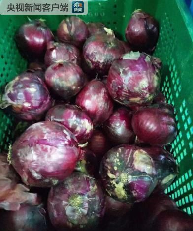 长毛番茄、不能吃的洋葱……上海一学校食堂竟出现这样的食品原料