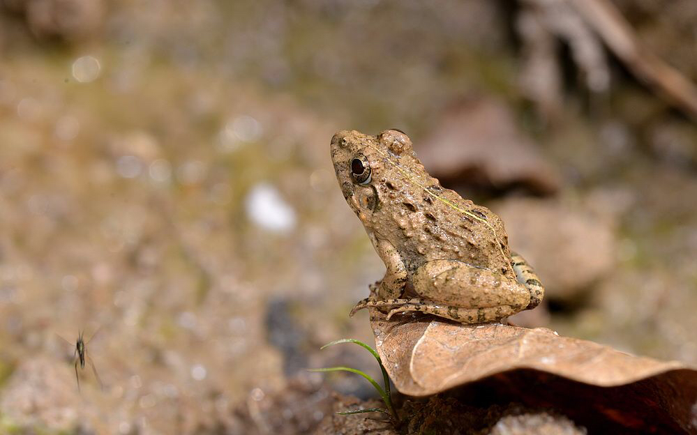 虾蟆的意思 虾蟆的介绍
