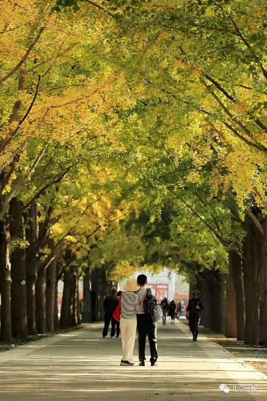 北京银杏进入观赏期，最美的秋天就藏在这些地方