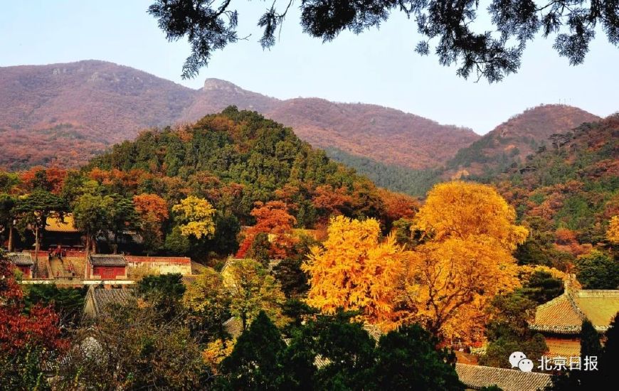 北京银杏进入观赏期，最美的秋天就藏在这些地方