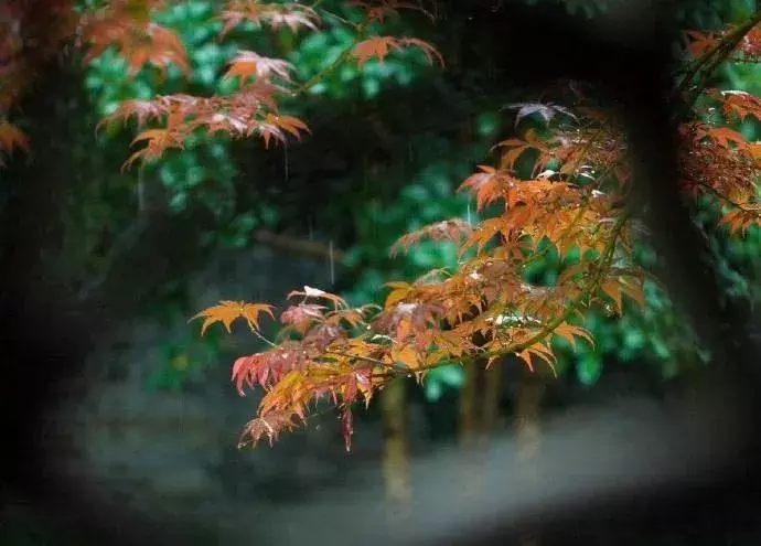 一场秋雨一场寒，与诗共赏秋色