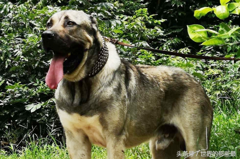 这种猛犬实力超过藏獒，体型大过高加索犬，却未被世界认可