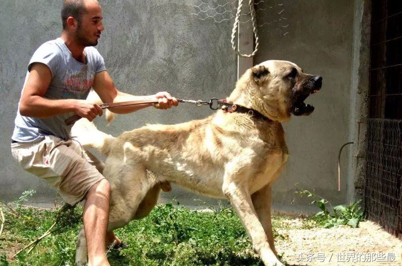这种猛犬实力超过藏獒，体型大过高加索犬，却未被世界认可