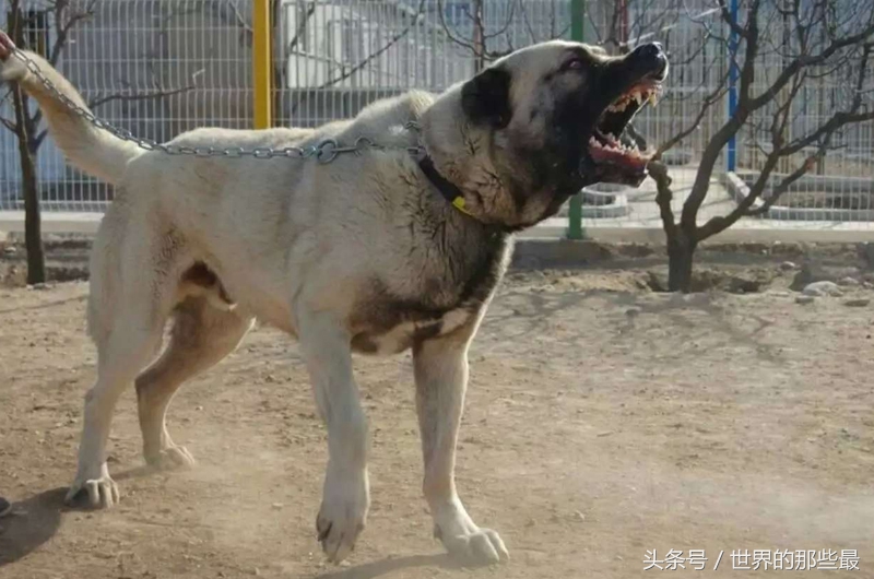 这种猛犬实力超过藏獒，体型大过高加索犬，却未被世界认可