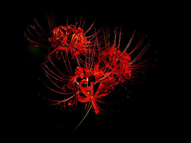 彼岸花的传说 十大冥界之花-朝阳百科