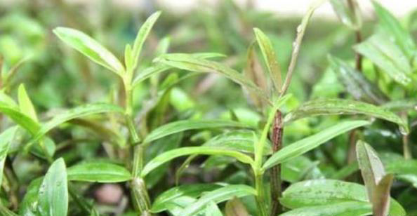 黑草的功效与作用-我的快乐小窝