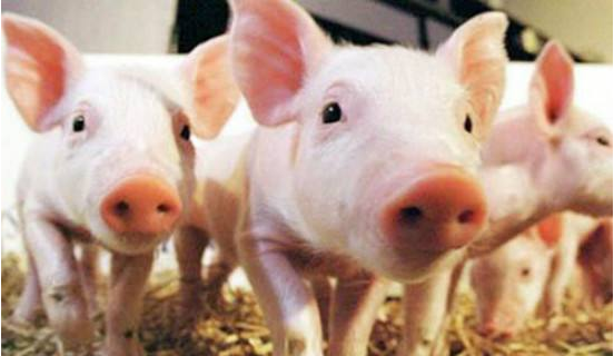 10月末行情，全国大部分禁运生猪，广东猪价每斤比吉林高3元
