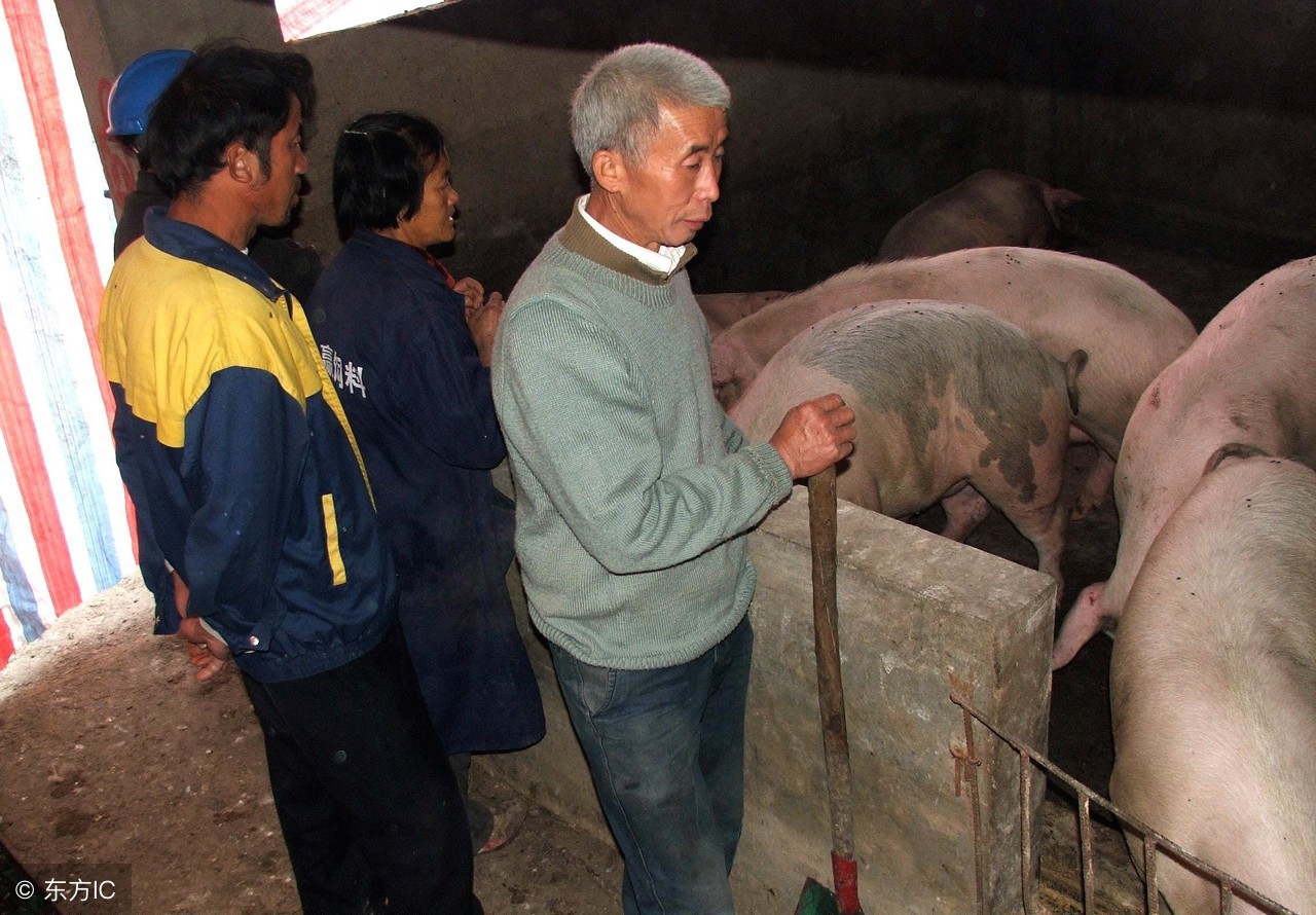 10月末行情，全国大部分禁运生猪，广东猪价每斤比吉林高3元