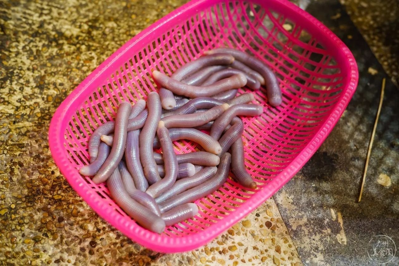 广东有两种重口味美食:沙虫,禾虫!本地人都接受不了