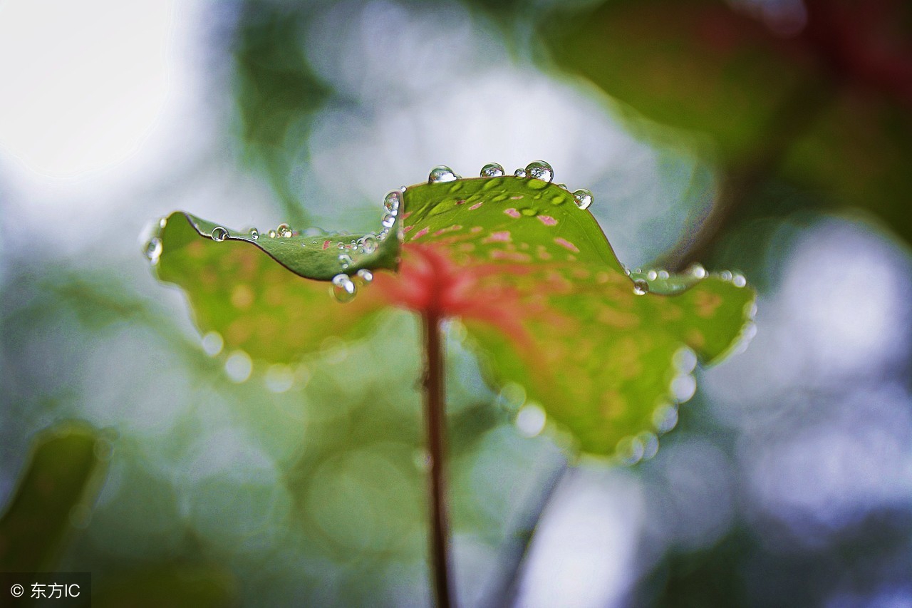 梧桐树三更雨，一叶叶一声声，温庭筠让人心碎的相思，断肠谁得知