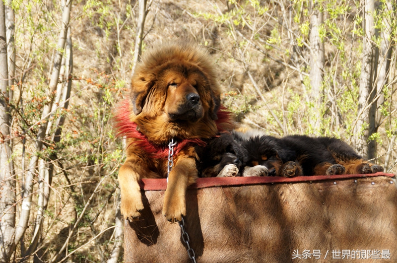 世界十大斗犬排名：六种单挑最强猛犬实力对比
