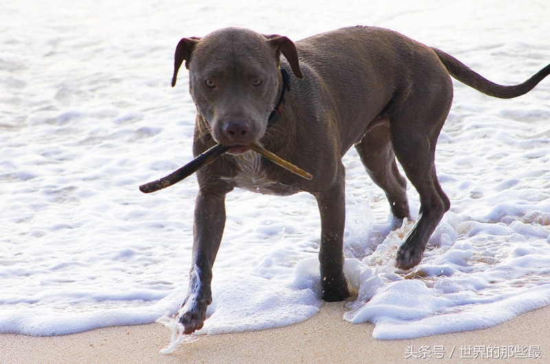 6种单挑最强的猛犬，藏獒上榜，第一名对战不输野狼