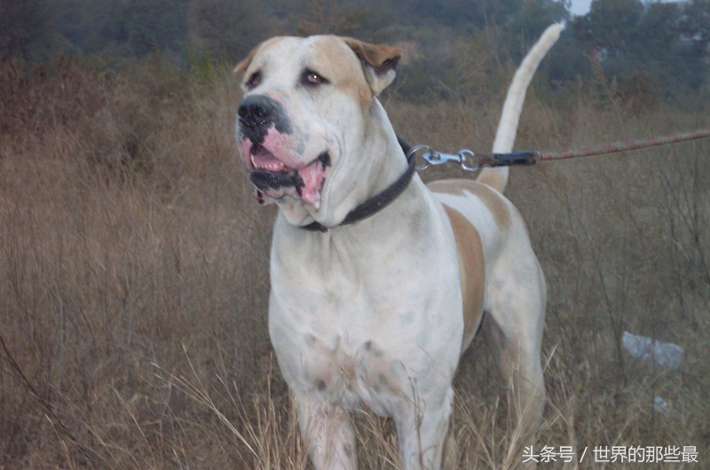 6种单挑最强的猛犬，藏獒上榜，第一名对战不输野狼