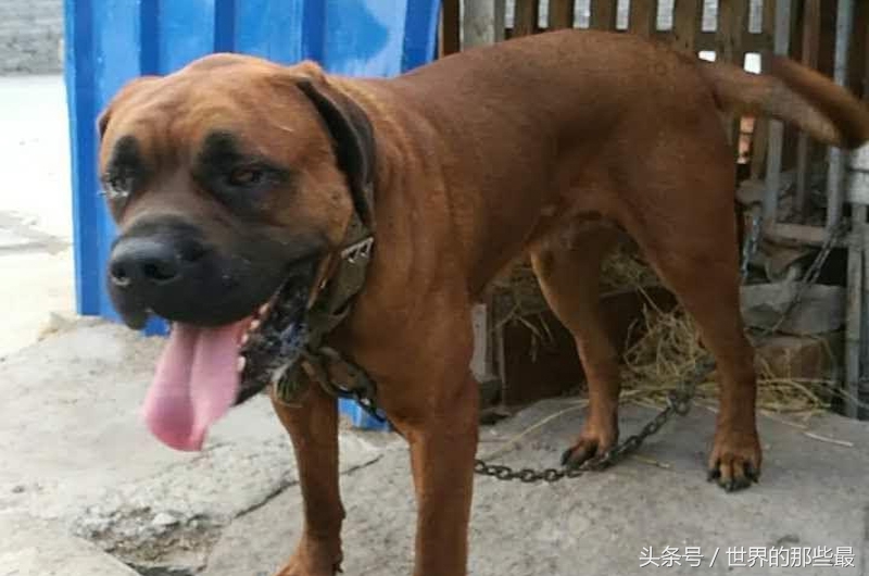 6种单挑最强的猛犬，藏獒上榜，第一名对战不输野狼