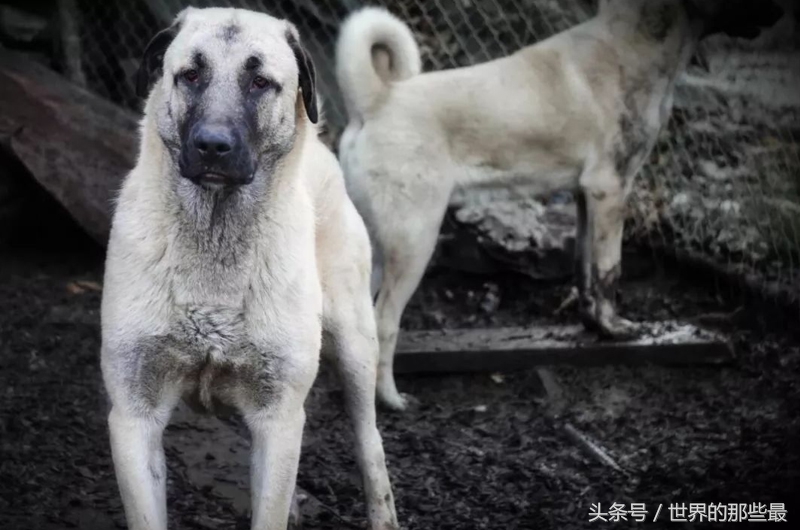 6种单挑最强的猛犬，藏獒上榜，第一名对战不输野狼