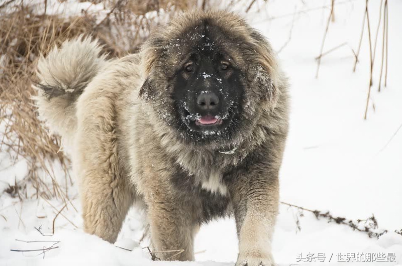 6种单挑最强的猛犬，藏獒上榜，第一名对战不输野狼