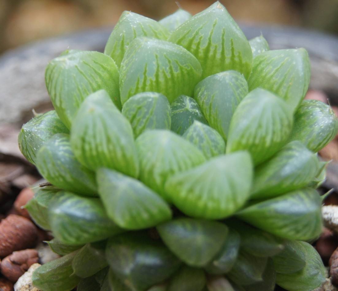 女人的玉露是什么意思 女人吃玉露有什么好处-蟋蟀号,争做互联网的一