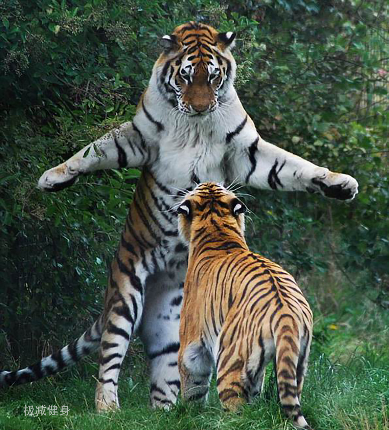 如果老虎和人都盡全力打出一掌，兩者力量會有多大差距？