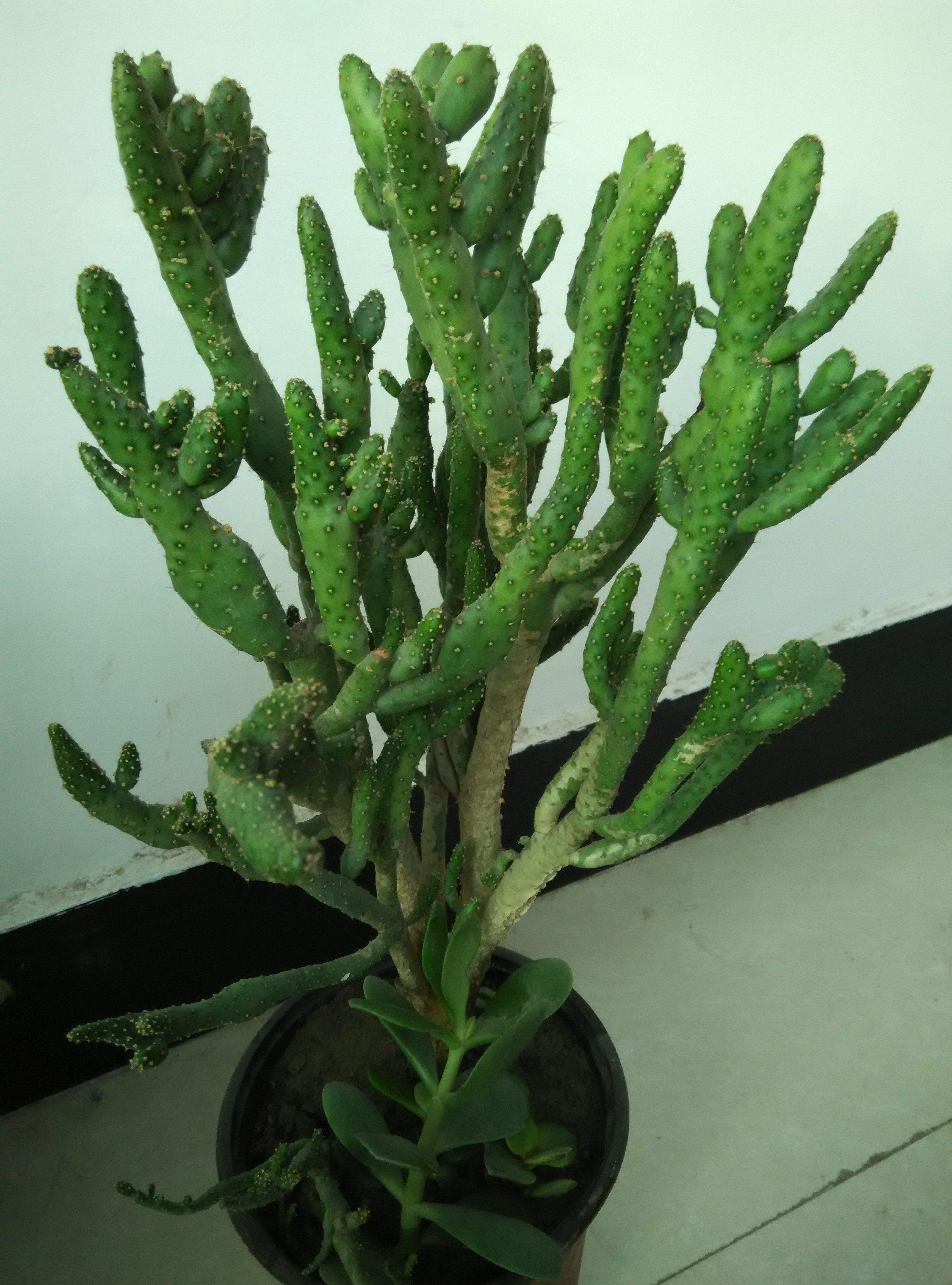 怎样让姬珊瑚不徒长?方法很简单:多见光,少浇水!