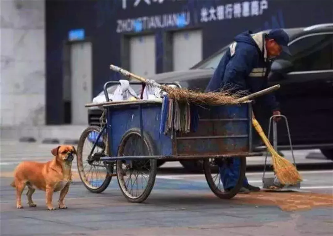 环卫工救助流浪狗，狗狗为报恩不离不弃，每日跟随主人打扫马路！