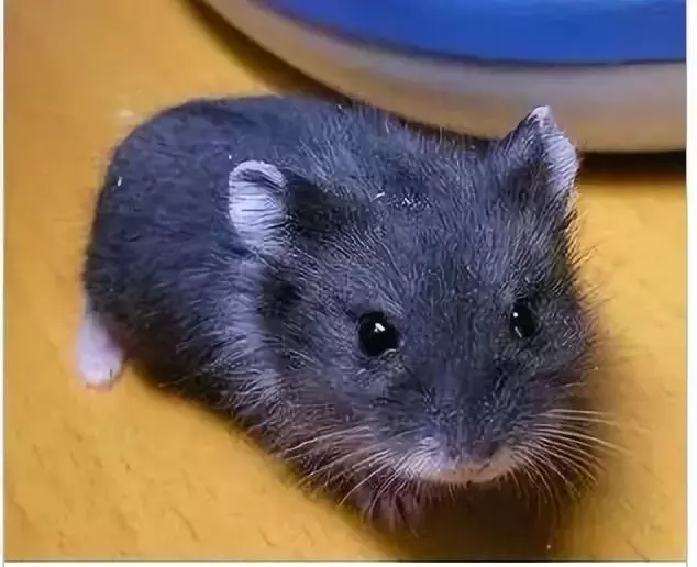 一文带你走进仓鼠世界:仓鼠种类之坎贝尔仓鼠