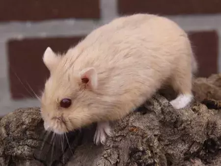 一文带你走进仓鼠世界:仓鼠种类之坎贝尔仓鼠