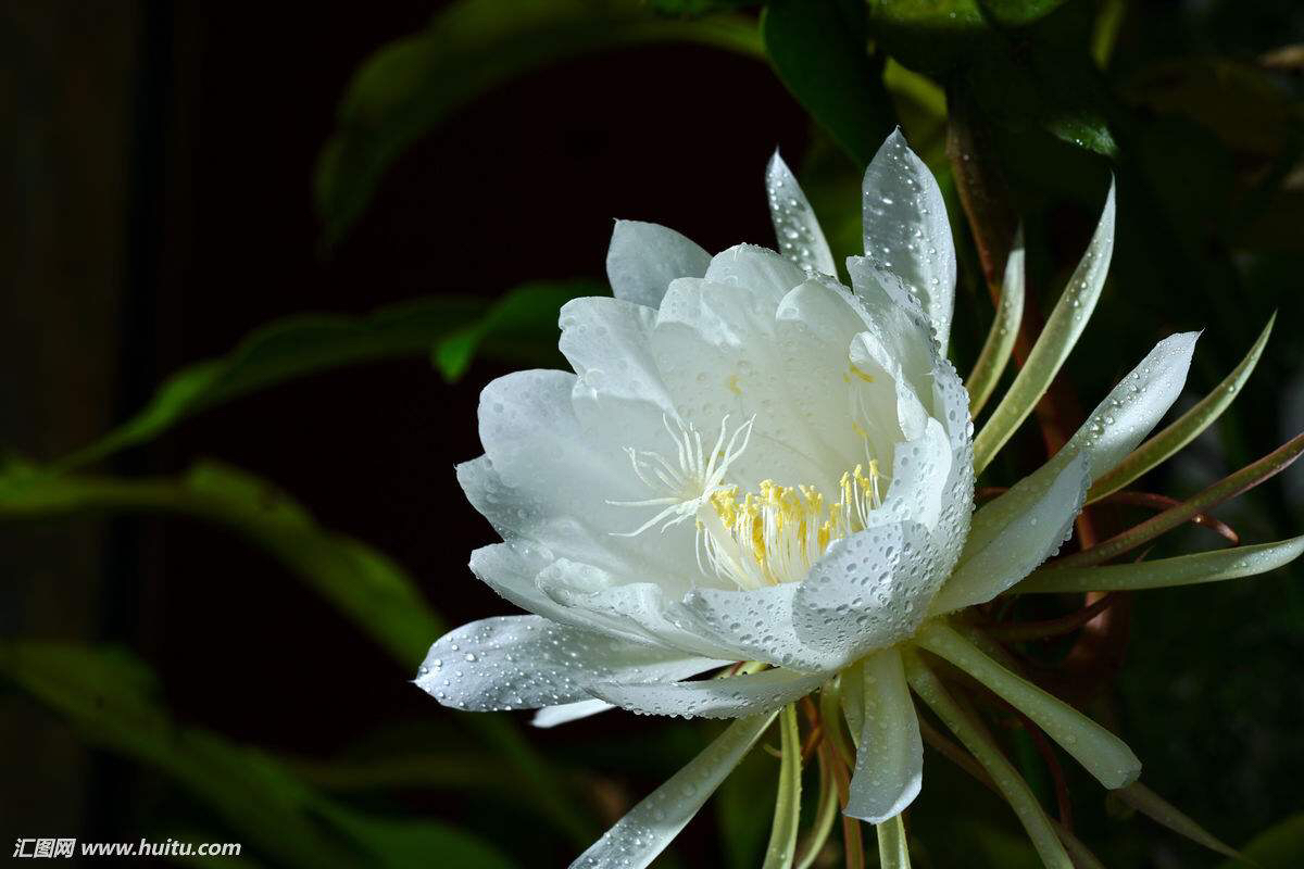 昙花中药材昙花