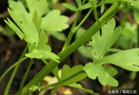 蛇咬伤民间最好草药有_农村蛇咬伤草药大全 - 云林新闻励志网