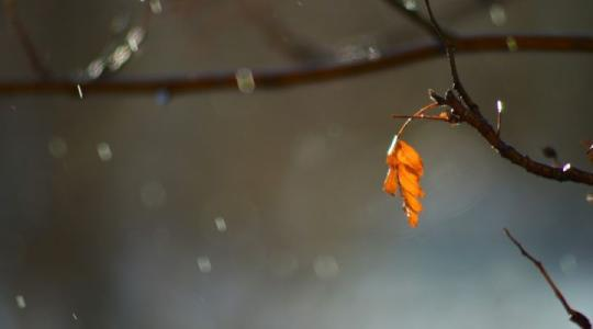 秋风秋雨愁煞人丨那些关于秋雨的名句