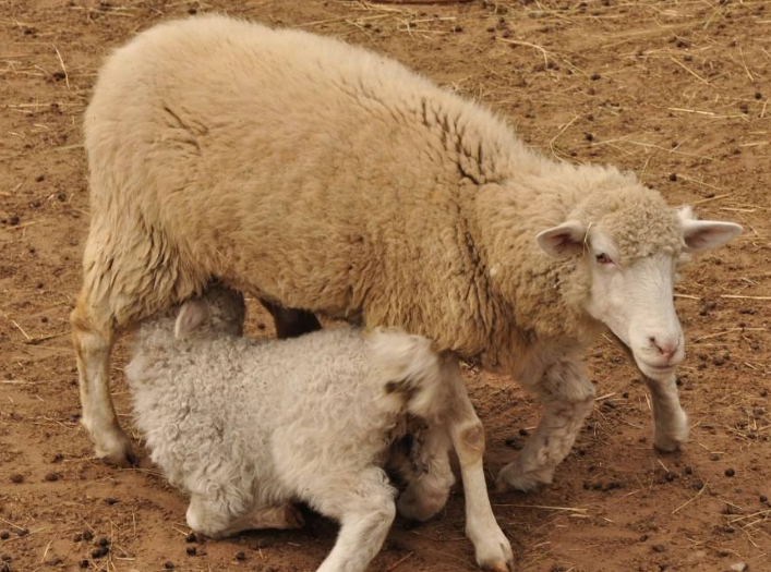 先有羔羊跪乳,今有老黄牛跪别主人,两不相欠,愿各自安好