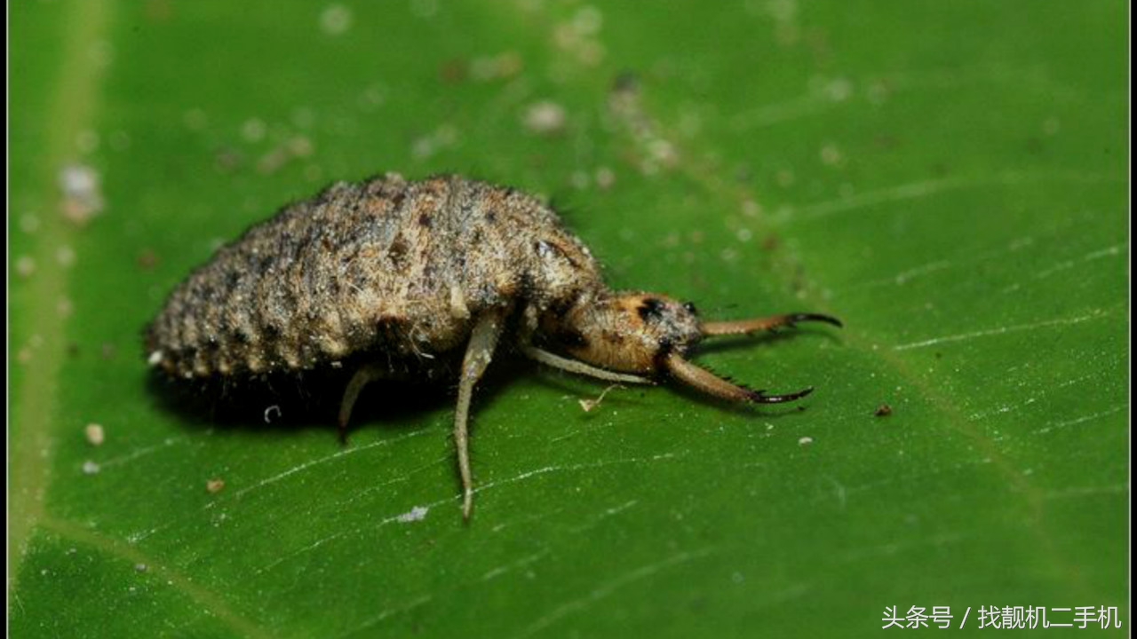 有一只长了两个大甲板的小虫子,在不停的倒退,它会先挖一个漏斗的小