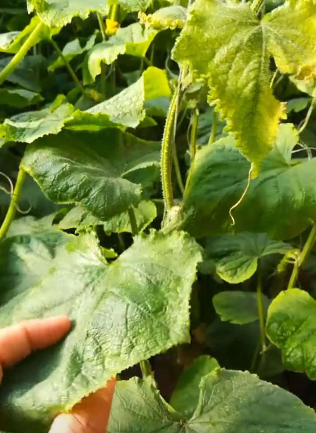 螨虫图片(教您快速区分黄瓜茶黄螨与病毒病危害) - 赤虎壹号