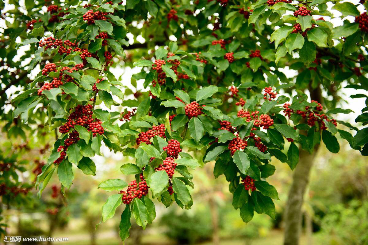 白银树皮的功效与作用-我的快乐小窝