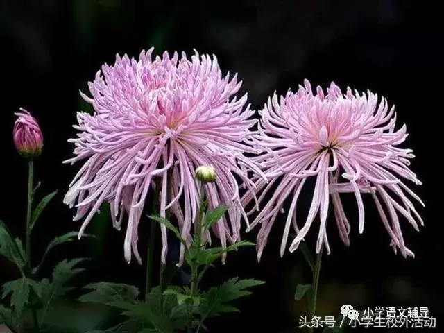 五彩菊，太美了！附赞美菊花80句！