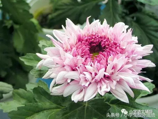 五彩菊，太美了！附赞美菊花80句！