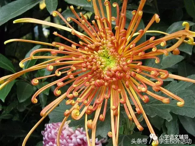 五彩菊，太美了！附赞美菊花80句！