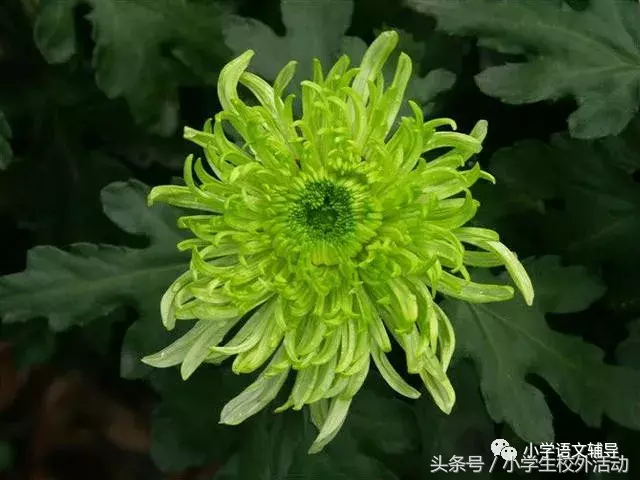 五彩菊，太美了！附赞美菊花80句！