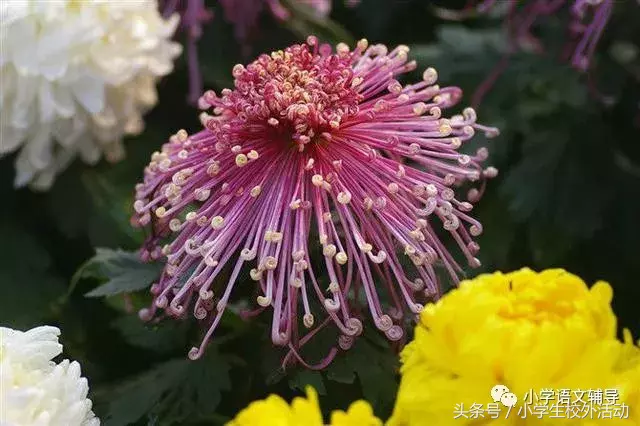 五彩菊，太美了！附赞美菊花80句！