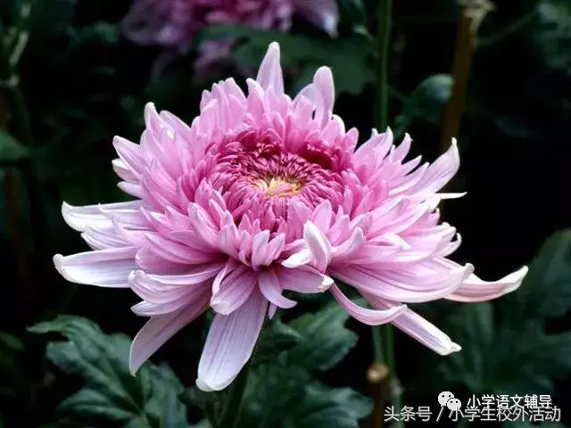 五彩菊，太美了！附赞美菊花80句！