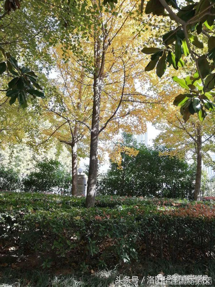 最美的秋天，走进最美的华洋……