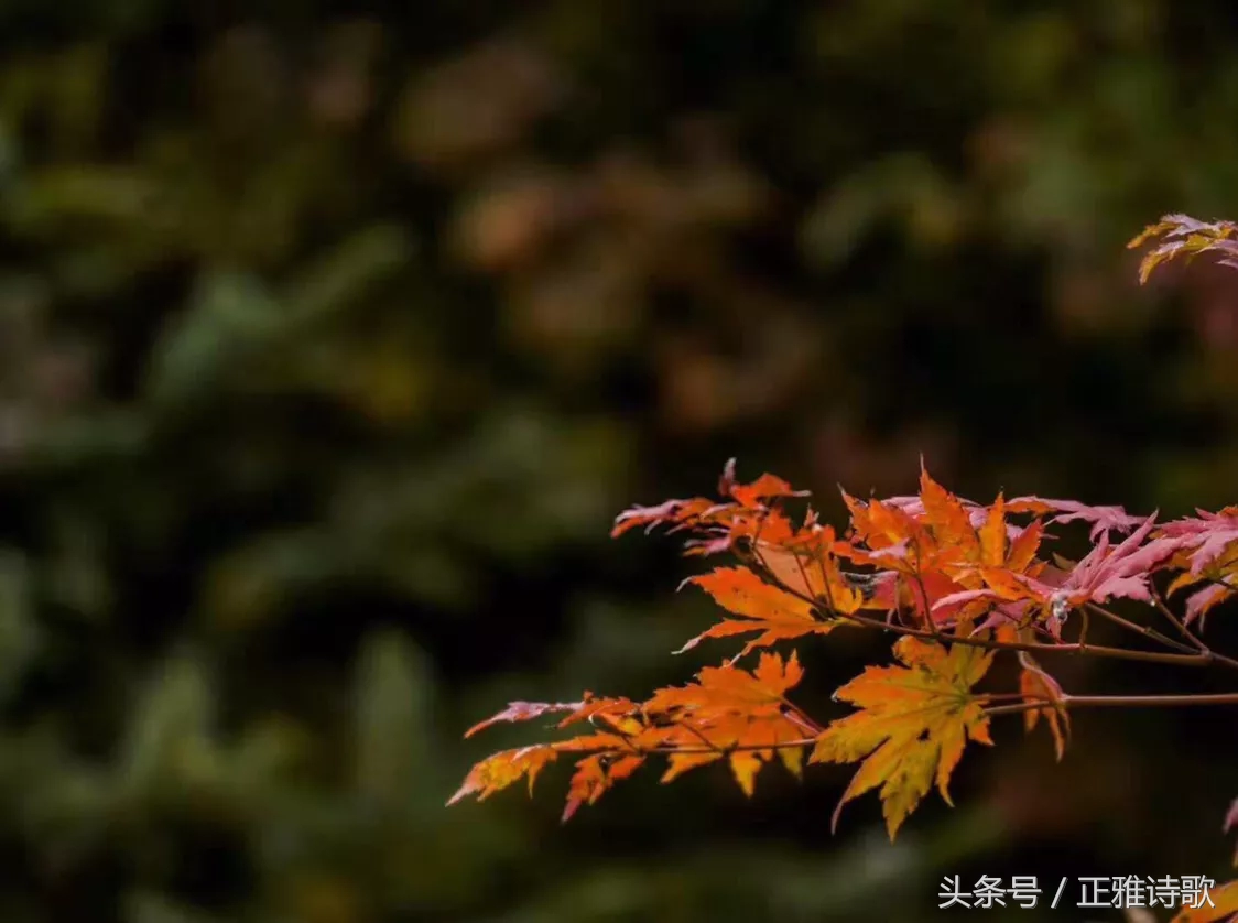 古诗词学习笔记（三）诗的特征与节奏