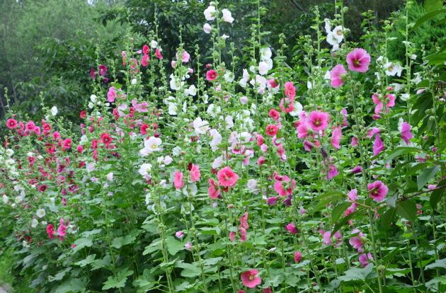 红色蜀葵图片蜀葵是多年生植物吗