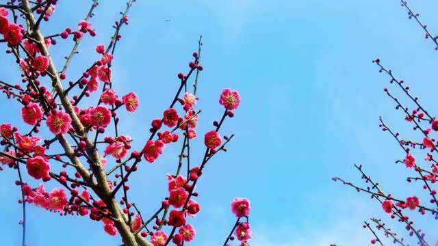 刘禹锡重游玄都观 看见上千桃树花开 真是物已不是 人亦已非