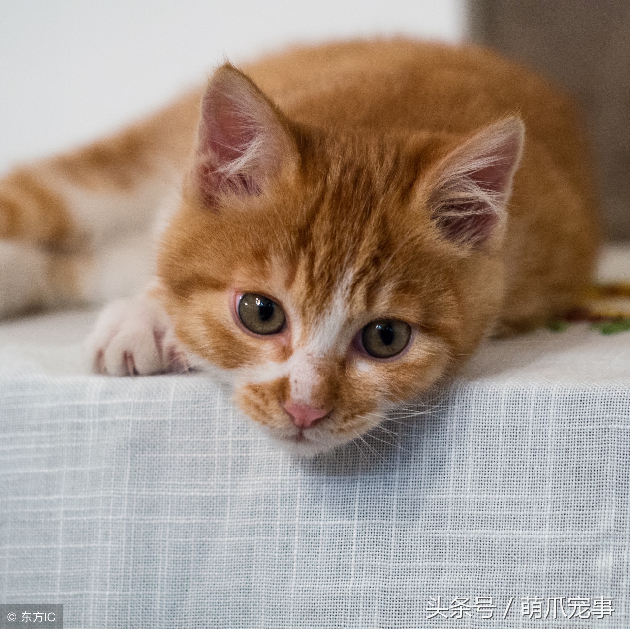 让铲屎官最头疼的问题，猫咪爱咬人怎么办？记住做好这5点！