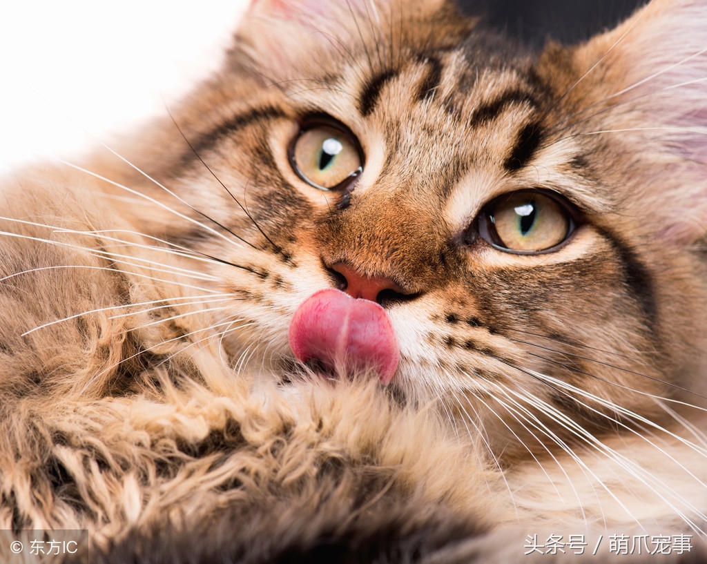 让铲屎官最头疼的问题，猫咪爱咬人怎么办？记住做好这5点！