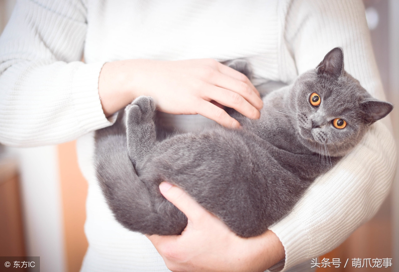 让铲屎官最头疼的问题，猫咪爱咬人怎么办？记住做好这5点！