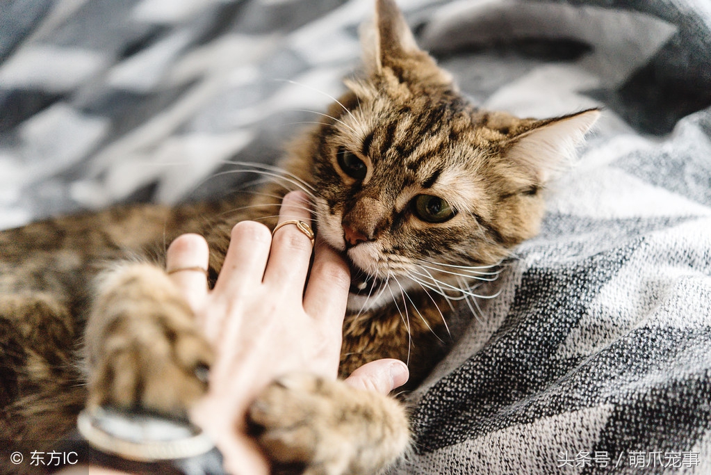 让铲屎官最头疼的问题，猫咪爱咬人怎么办？记住做好这5点！